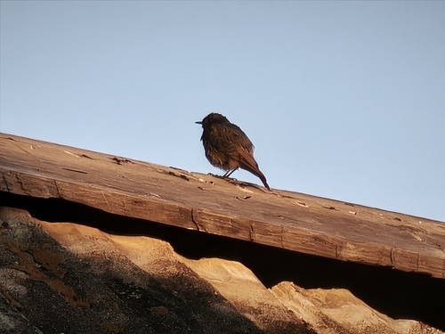 Black Redstart