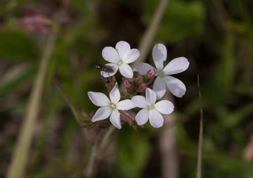 Plumbago pulchella Boiss.