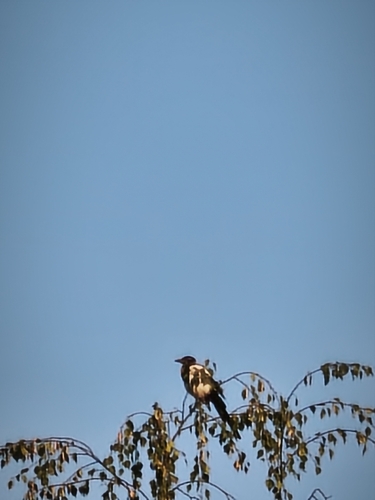 Eurasian Magpie