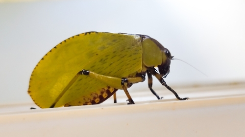 Dysmorpha obesa