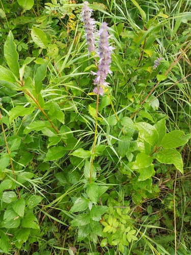 anise hyssop
