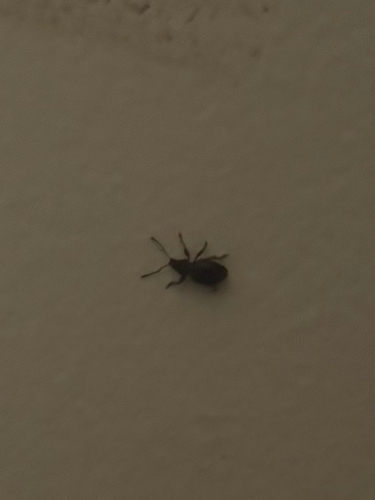 Strawberry Root Weevil