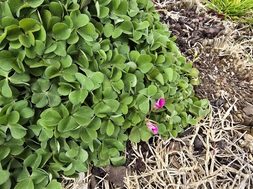 pink-sorrel