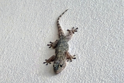 Moorish Gecko