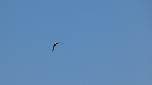 Eurasian Kestrel