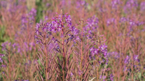 fireweed