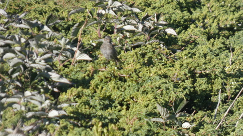 Dunnock
