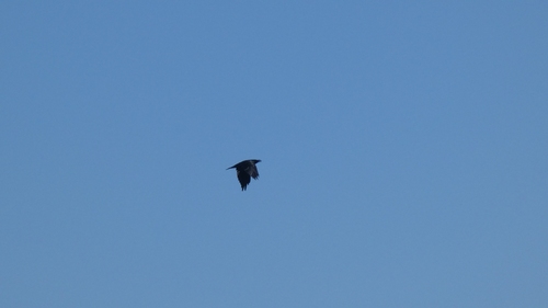 Common Raven