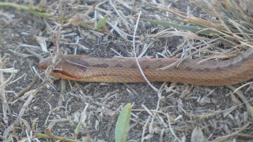 Smooth Snake