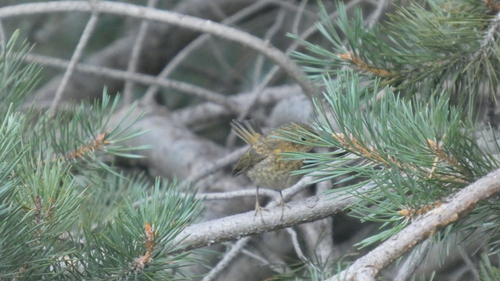 European Robin