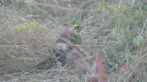 Yellowhammer