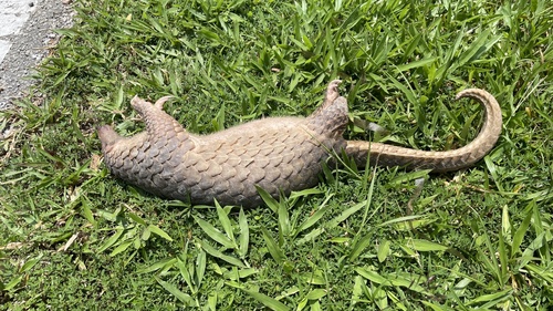 Sunda Pangolin