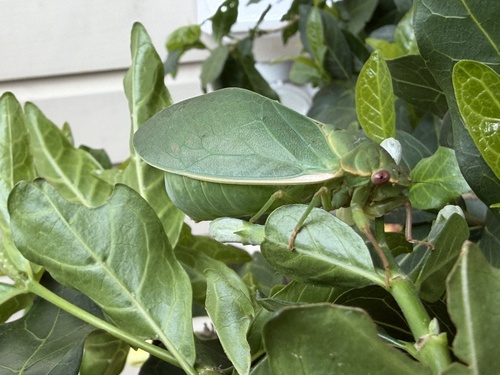 Bladder Cicada