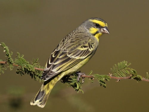 Yellow-fronted Canary