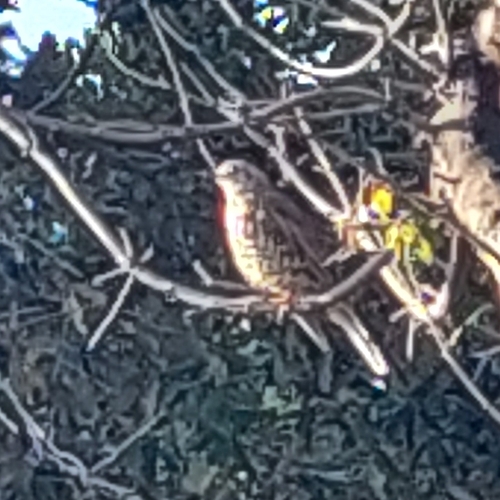 Mistle Thrush