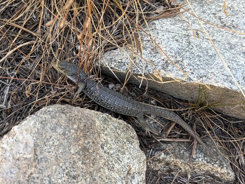 iNaturalist observation photo of Northern Alligator Lizard