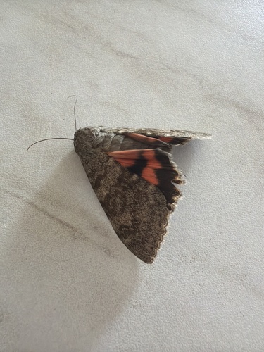 French Red Underwing