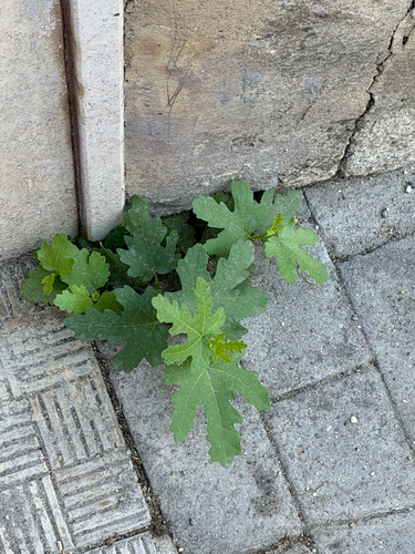 common fig