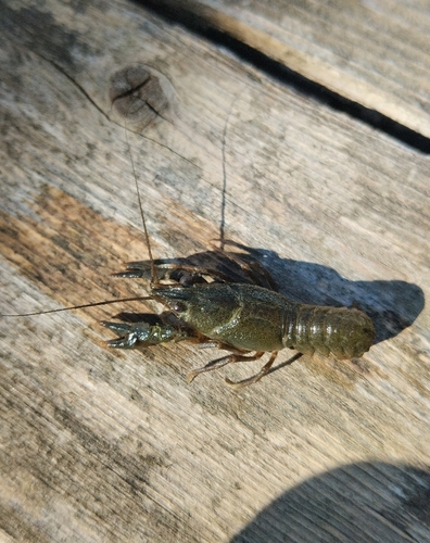 Narrow-clawed crayfish