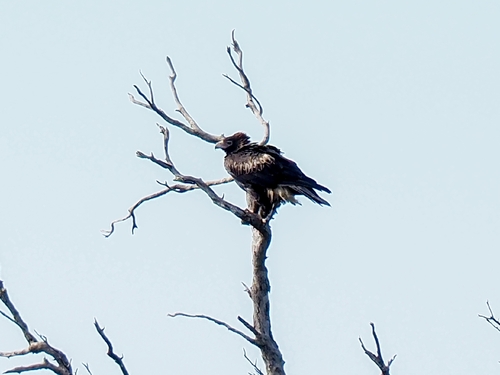 Mainland Wedge-tailed Eagle