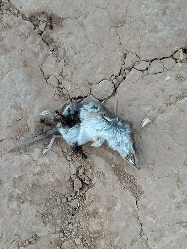 Lesser White-toothed Shrew