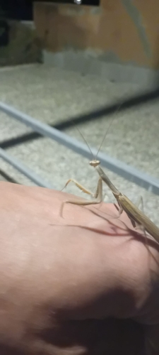 European Mantis