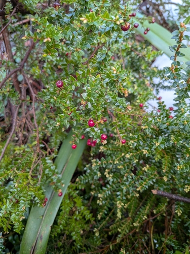 Subalpine Beard-heath