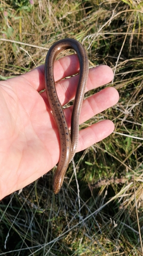 Eastern Slowworm