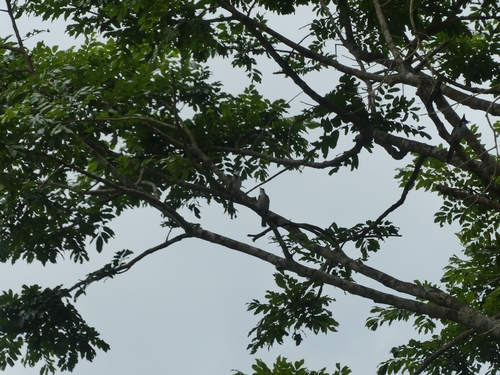 Red-whiskered Bulbul