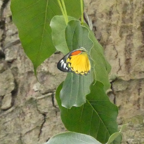 Red-spot Jezebel