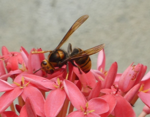 Yellow-legged Hornet
