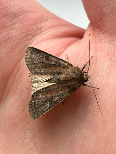 Square-spot Rustic