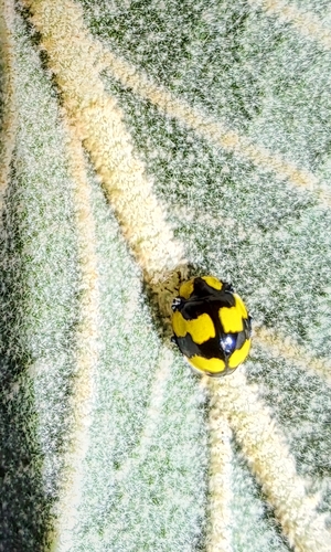Fungus-eating ladybird