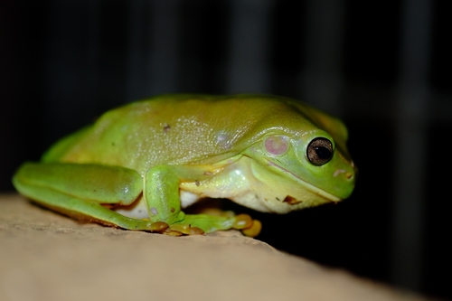 Green Tree Frog