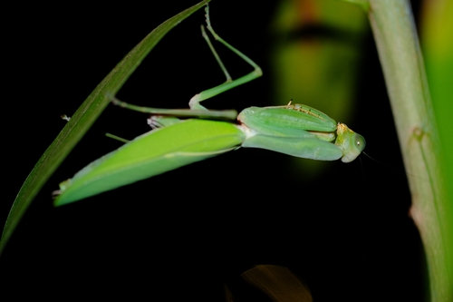 Hierodula werneri