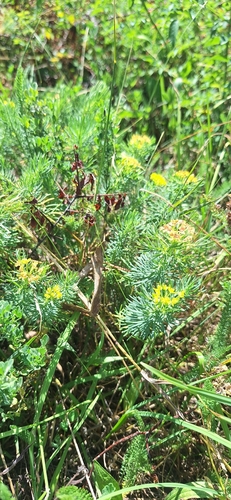 cypress spurge