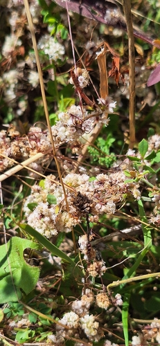 Clover Dodder