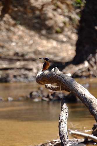 Azure Kingfisher