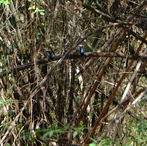 Blue-winged Kookaburra