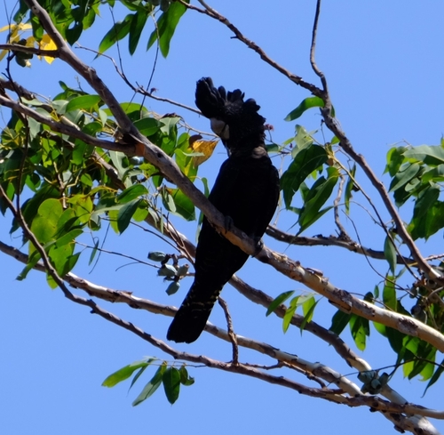 Red-tailed Black Cockatoo