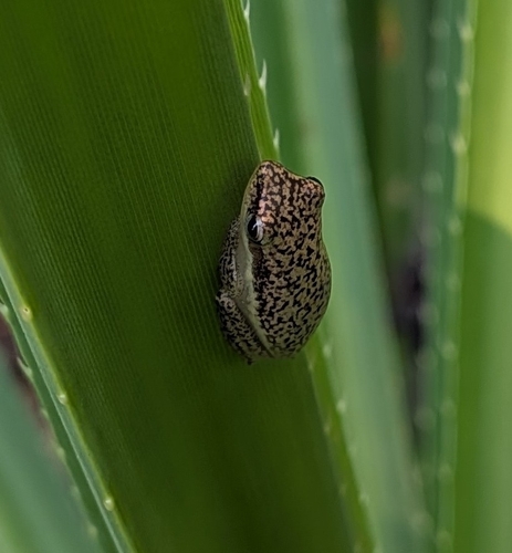 Northern Dwarf Tree Frog
