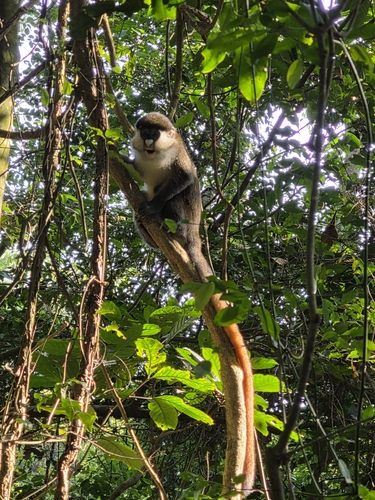Schmidt's Red-tailed Monkey