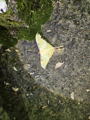 South China Moon Moth