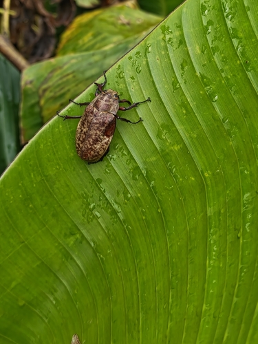 Polyphylla nubecula