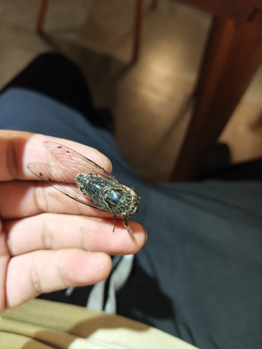 Priest Cicada