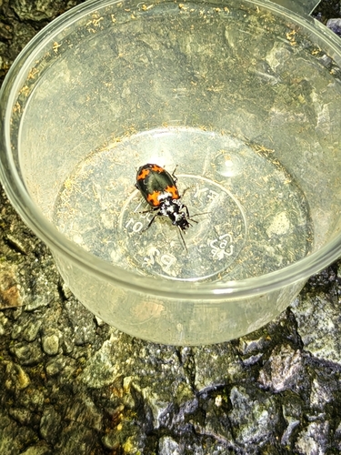 Lioptera erotyloides