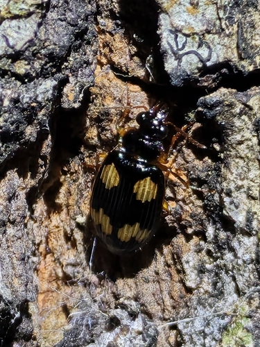 Coptodera chaudoiri