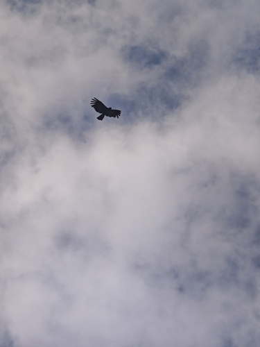 Black Eagle (Eastern)