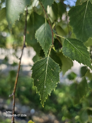 silver birch