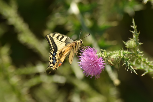 Old World Swallowtail
